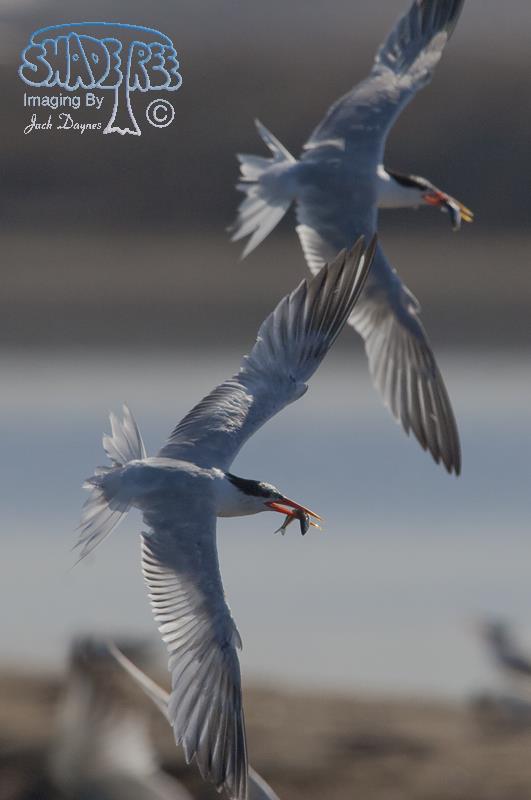 Elegant Tern - Thalasseus elegans