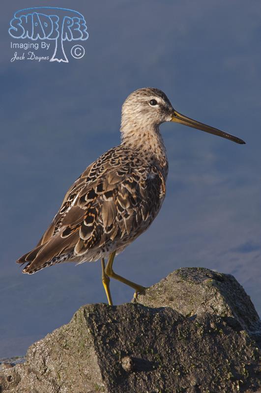 Short-billed Dowitcher - Limnodromus griseus