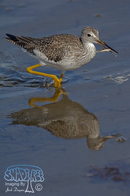 Greater Yellowlegs - Tringa melanoleuca