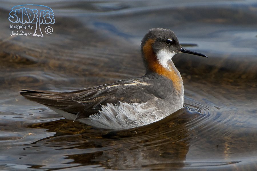 Red-Necked Phalarope - Phalaropus lobatus