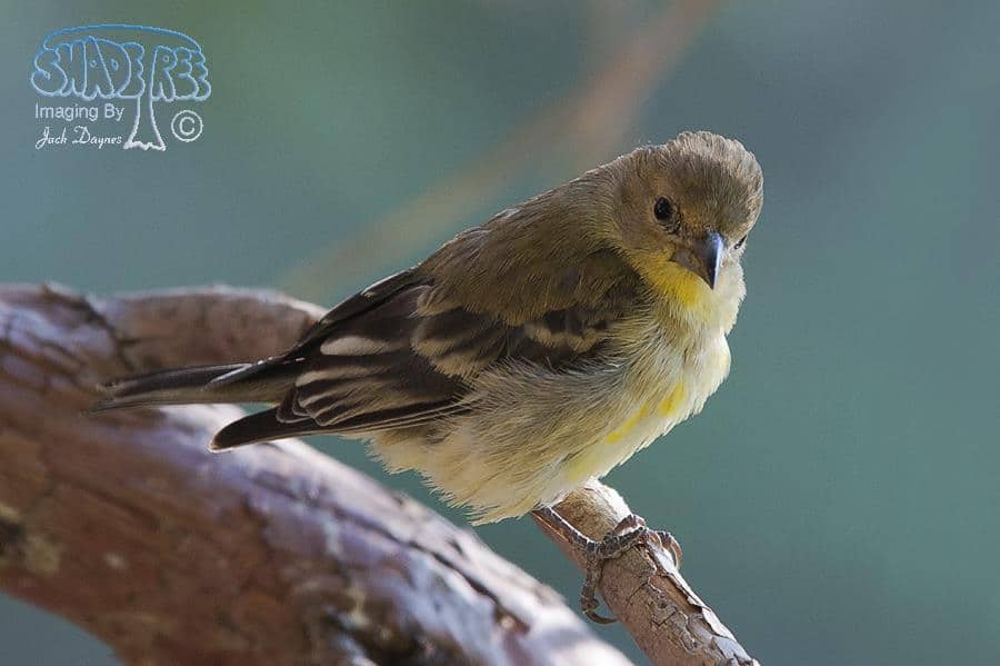 Lesser Goldfinch - Spinus psaltria