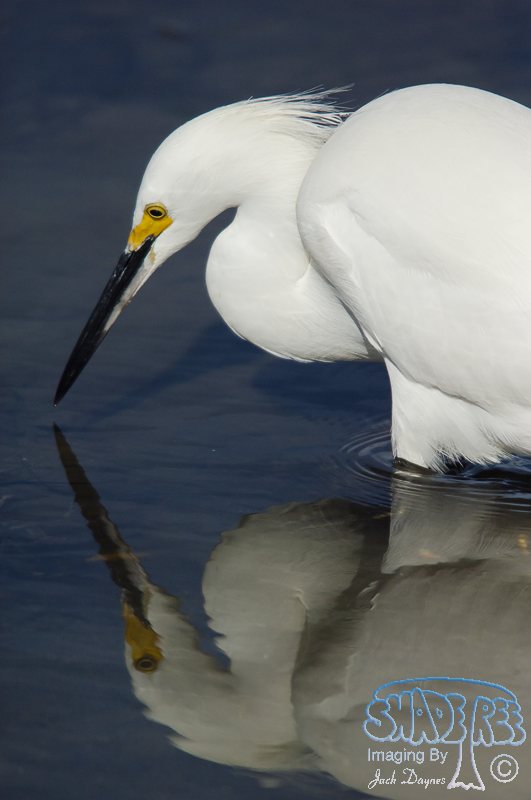 Snowy Egret - Egretta thula