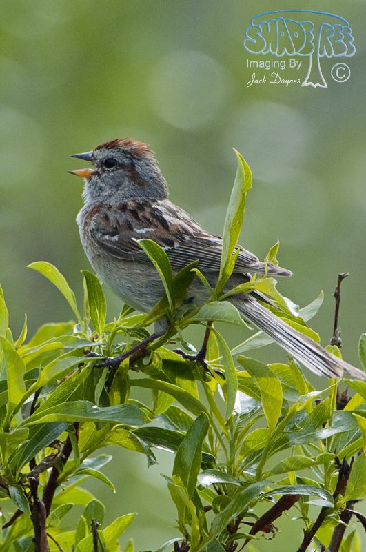 American Tree Sparrow - Spizelloides arborea