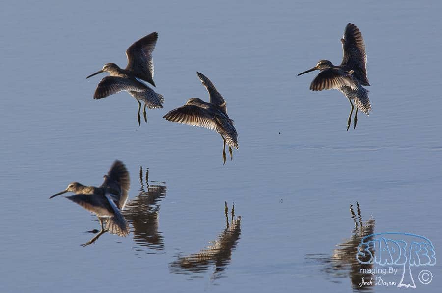 Short-billed Dowitcher - Limnodromus griseus