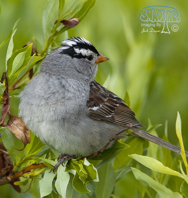 White-Crowned Sparrow - Spizella arborea
