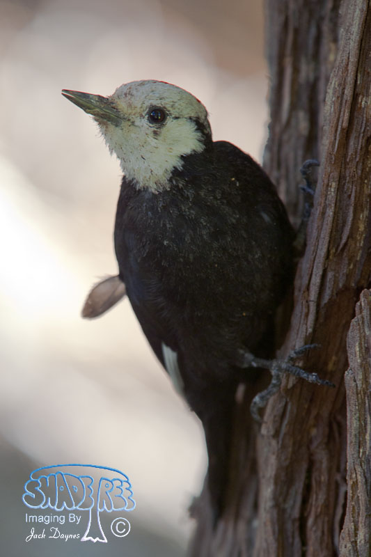 White-Headed Woodpecker - Leuconotopicus albolarvatus