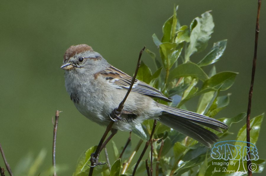 American Tree Sparrow - Spizelloides arborea