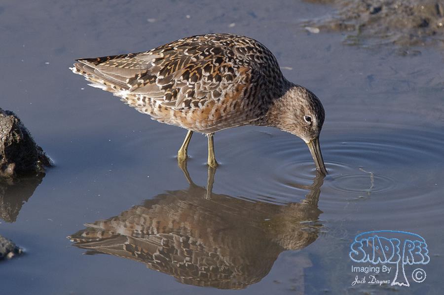 Long-Billed Dowitcher - Limnodromus scolopaceus