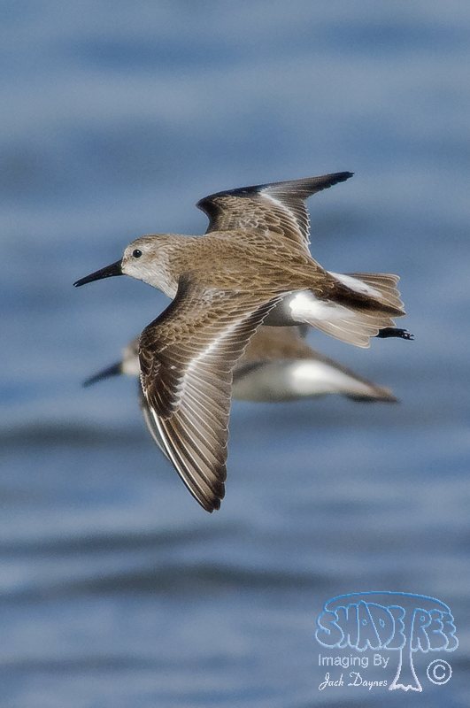 Western Sandpiper - Calidris mauri