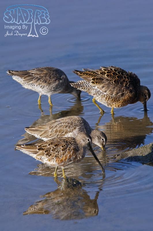 Short-billed Dowitcher - Limnodromus griseus