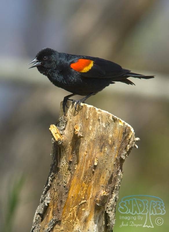 Red-winged Blackbird - Agelaius phoeniceus