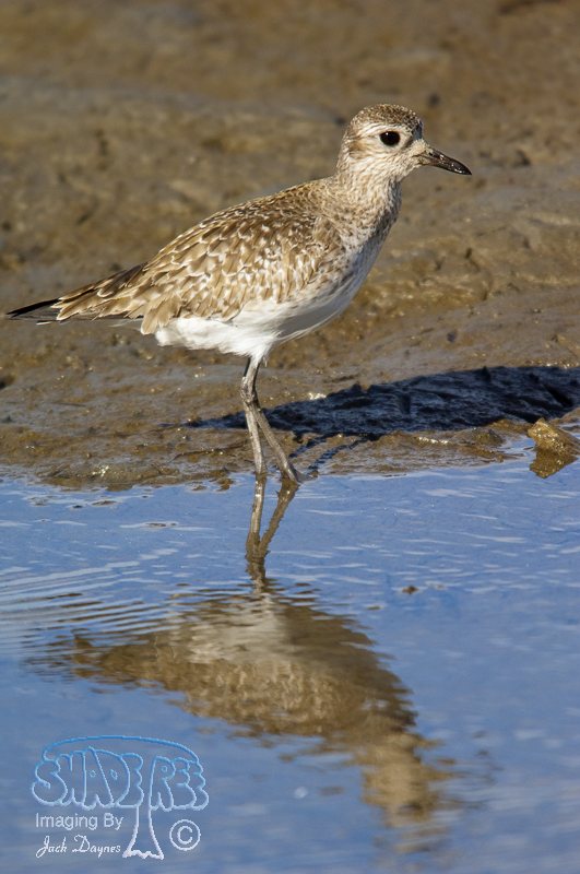 Black-Bellied Plover - Pluvialis squatarola
