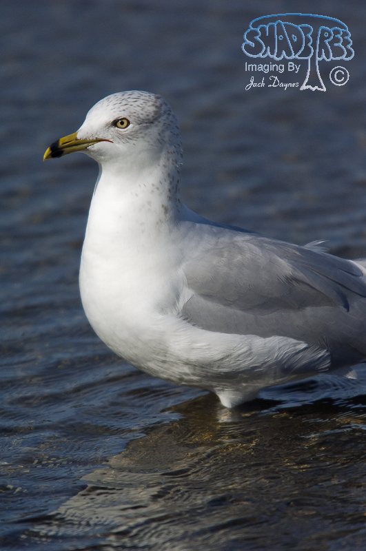 Ring-Billed Gull - Larus delawarensis
