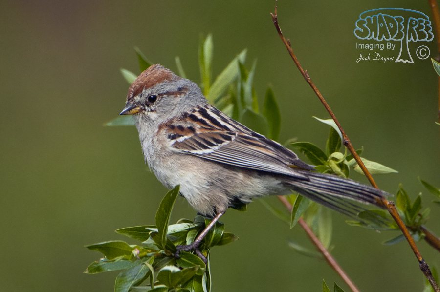 American Tree Sparrow - Spizelloides arborea