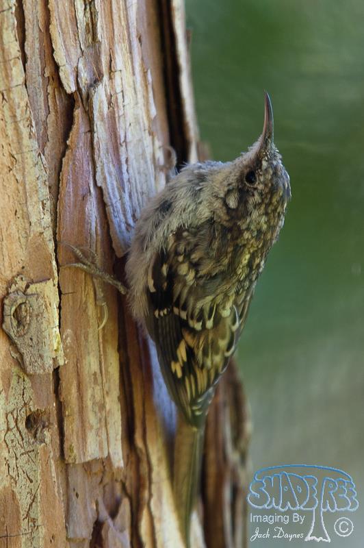 Brown Creeper - Certhia americana