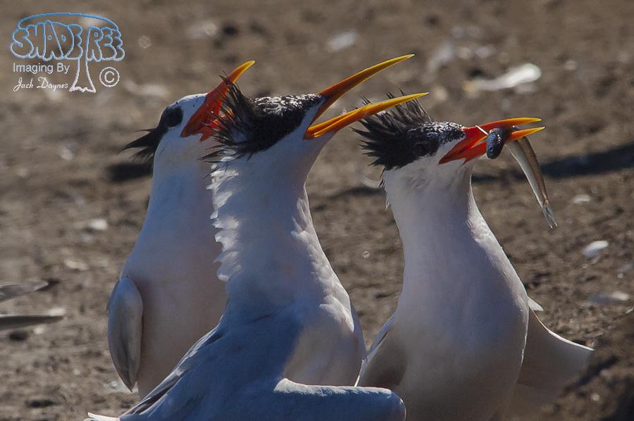 Elegant Tern - Thalasseus elegans