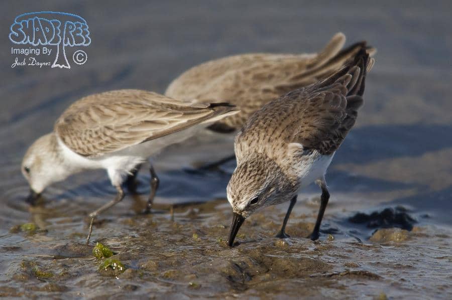 Western Sandpiper - Calidris mauri