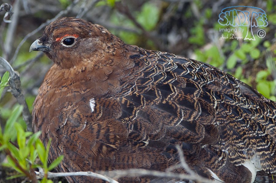 Willow Ptarmigan - Lagopus lagopus