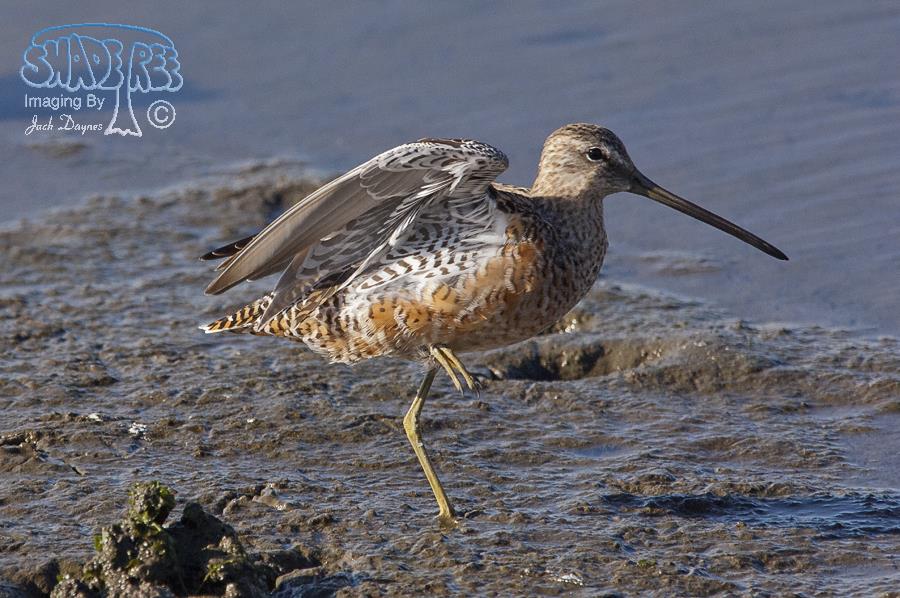 Long-Billed Dowitcher - Limnodromus scolopaceus