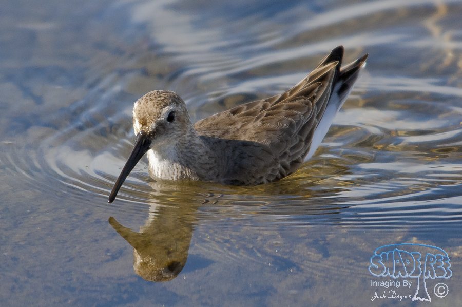 Dunlin - Calidris alpina