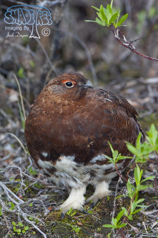 Willow Ptarmigan - Lagopus lagopus