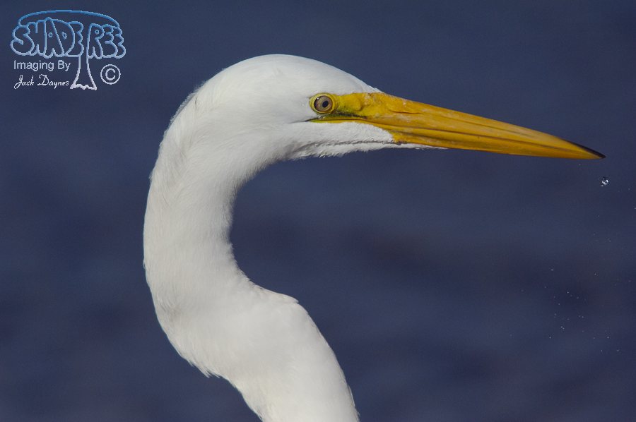 Great Egret - Ardea alba