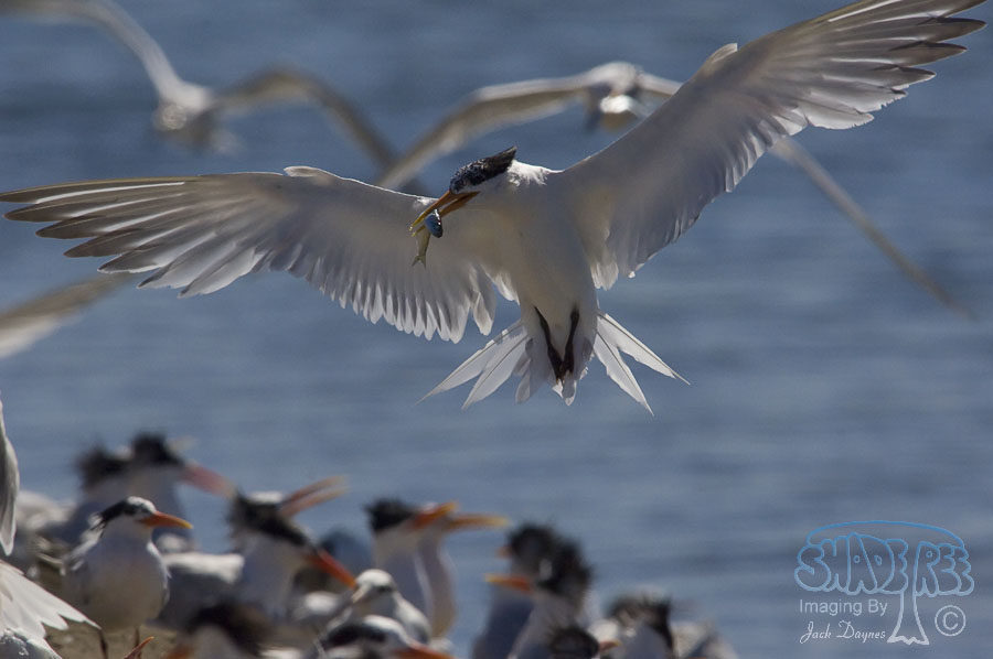 Elegant Tern - Thalasseus elegans