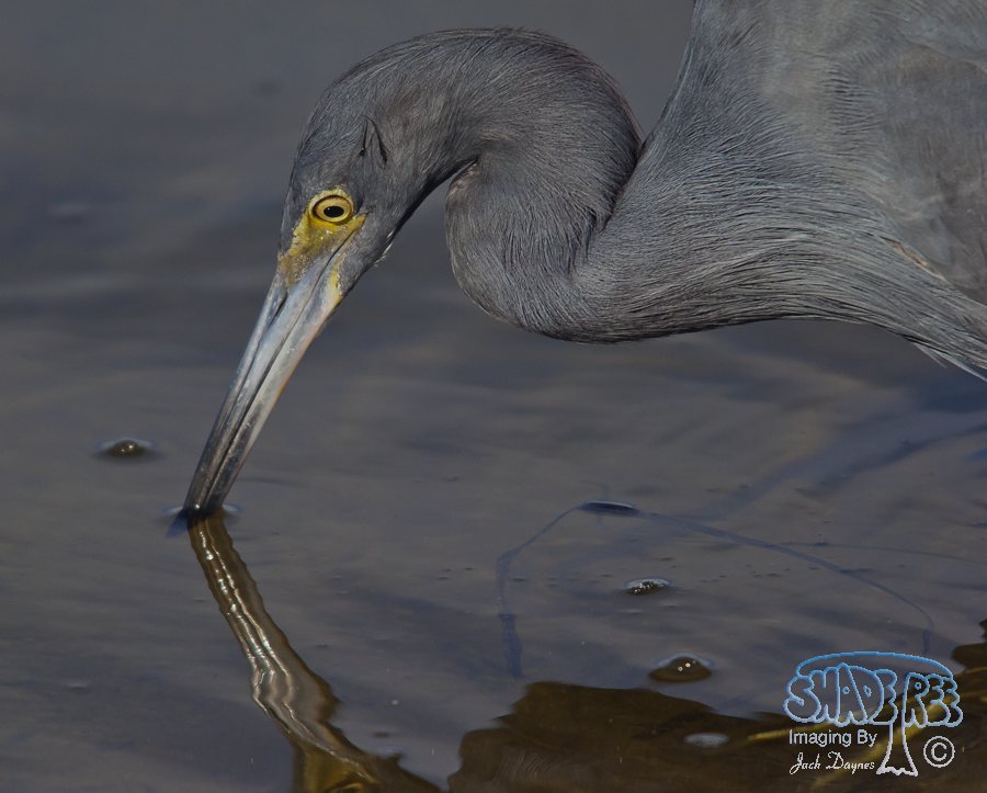 Little Blue Heron - Egretta caerulea