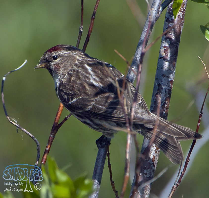 Common Redpoll - Acanthis flammea