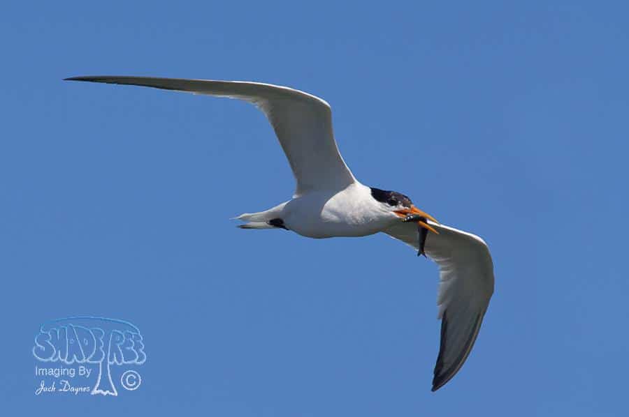 Elegant Tern - Thalasseus elegans