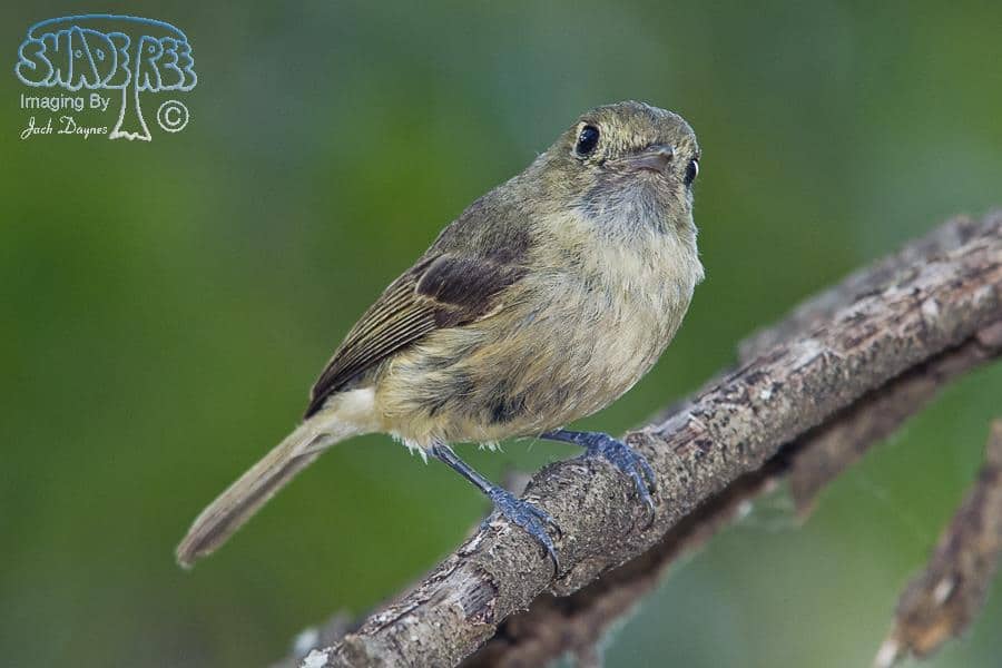 Hutton's Vireo - Vireo huttoni