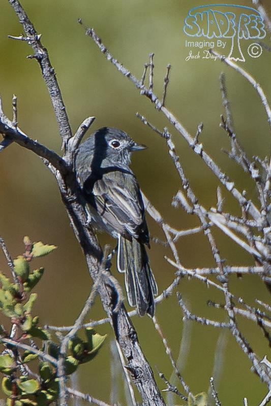 Gray Vireo - Vireo vicinior