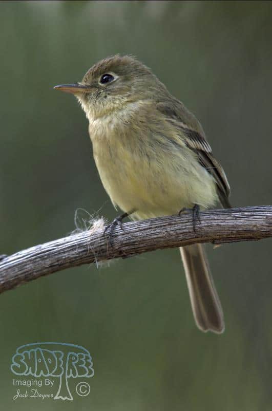 Pacific-slope Flycatcher - Empidonax difficilis