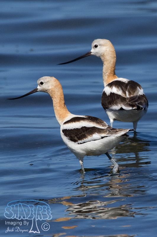 American Avocet - Recurvirostra americana