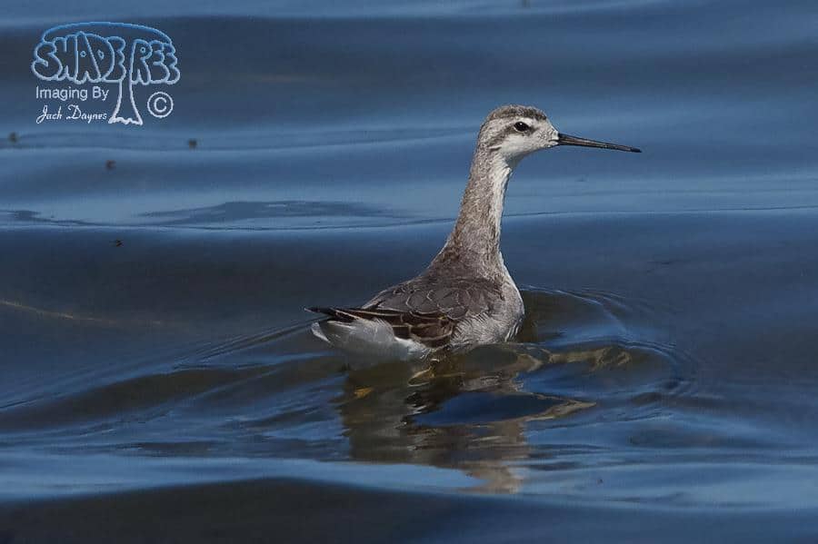 Wilson's Phalarope - Phalaropus tricolor