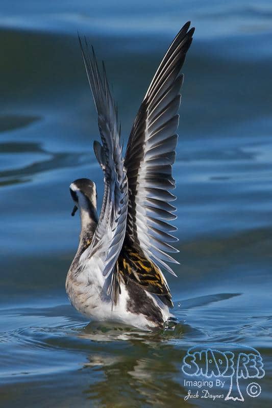 Red-Necked Phalarope - Phalaropus lobatus