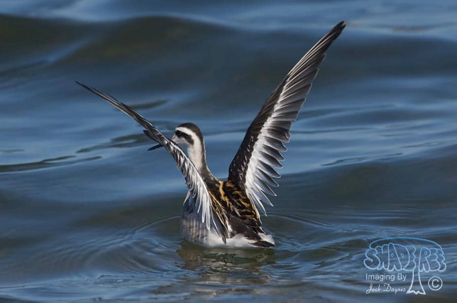 Red-Necked Phalarope - Phalaropus lobatus
