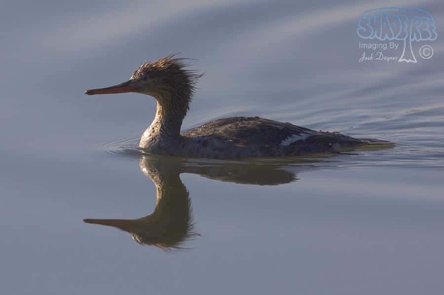 Red-breasted Merganser - Mergus serrator