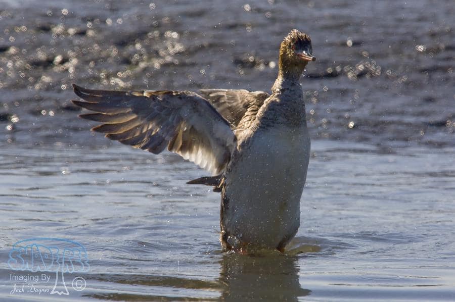 Red-breasted Merganser - Mergus serrator