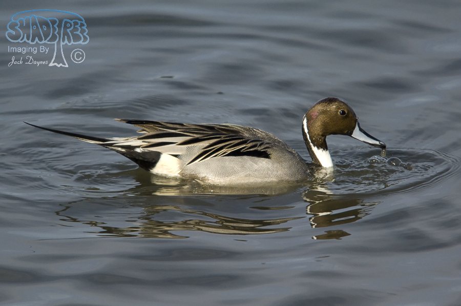 Northern Pintail - Anas acuta
