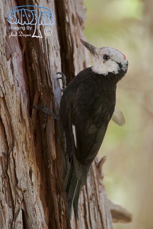 White-Headed Woodpecker - Picoides albolarvatus