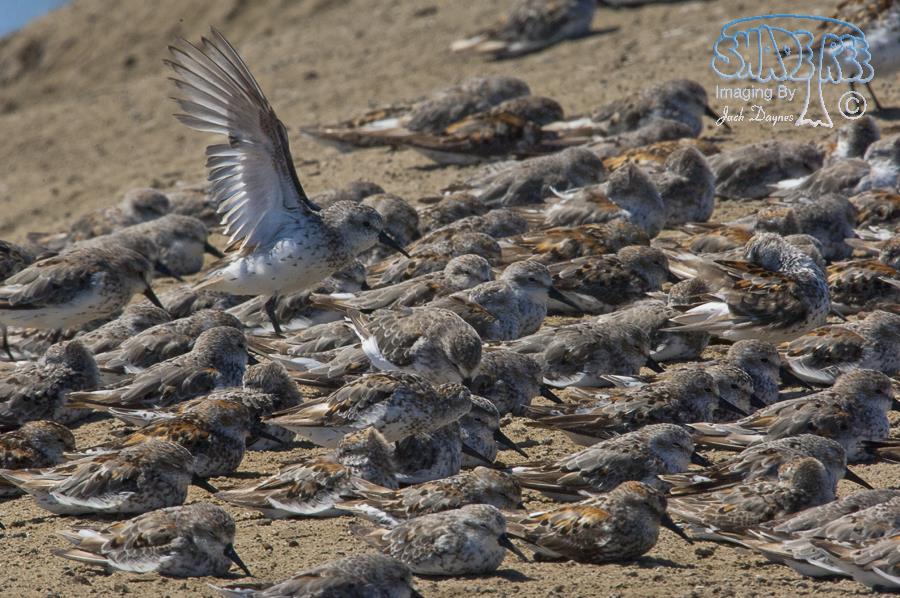 Western Sandpiper - Calidris mauri