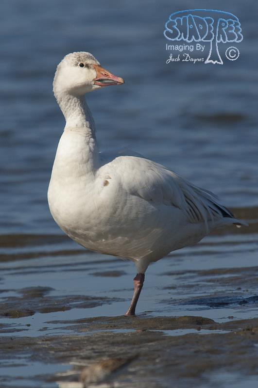 Snow Goose - Anser caerulescens
