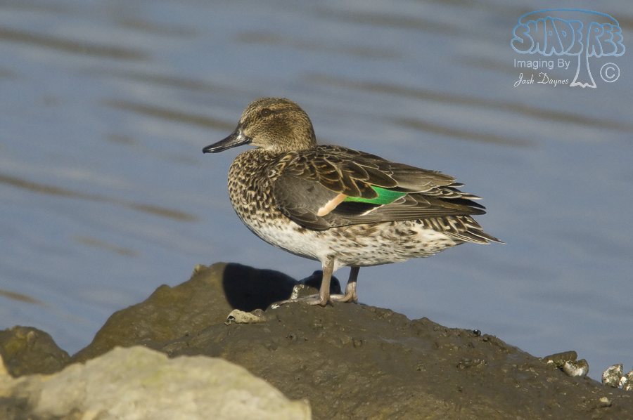 Green-Winged Teal - Anas carolinensis