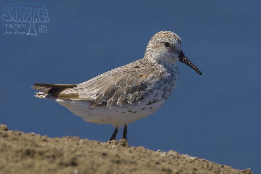 Western Sandpiper - Calidris mauri