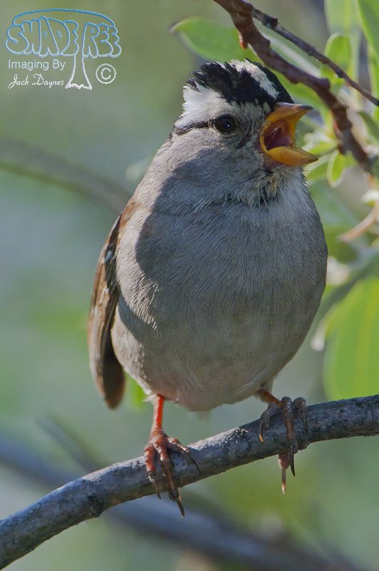 White-Crowned Sparrow - Zonotrichia leucophrys