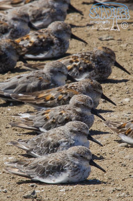 Western Sandpiper - Calidris mauri