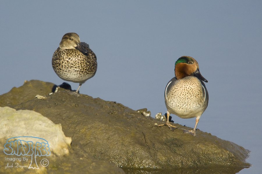 Green-Winged Teal - Anas carolinensis