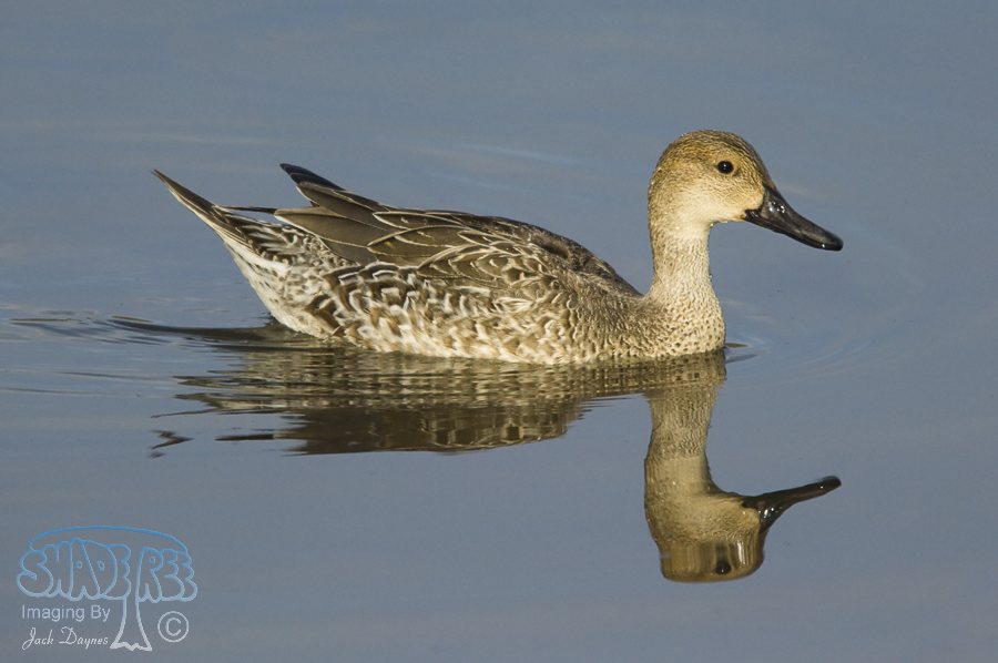 Northern Pintail - Anas acuta