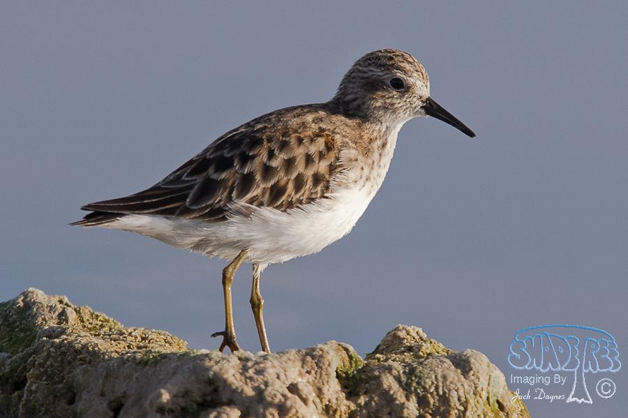 Least Sandpiper - Calidris minutilla